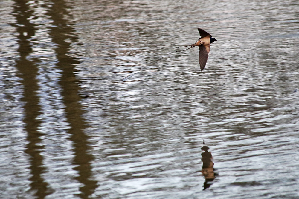 Schwalbe im Flug erwischt