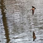 Schwalbe im Flug erwischt