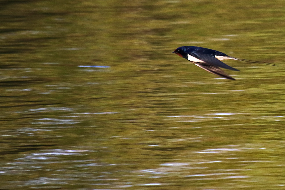 Schwalbe im Flug erwischt