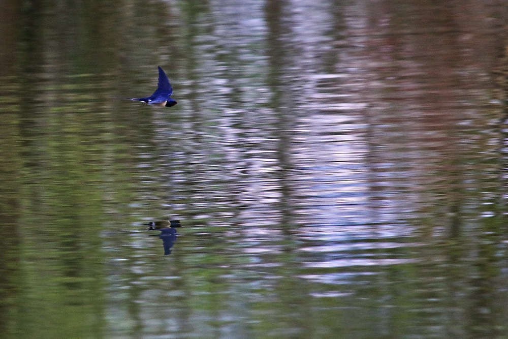 Schwalbe im Flug knapp über der Wasseroberfläche