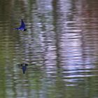 Schwalbe im Flug knapp über der Wasseroberfläche