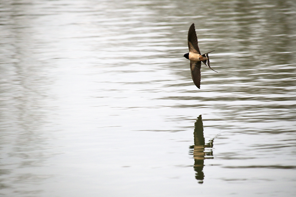 Schwalbe im Flug über der Wasseroberfläche