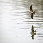 Schwalbe im Flug über der Wasseroberfläche