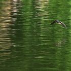 Schwalbe im Tiefflug über der Wasseroberfläche