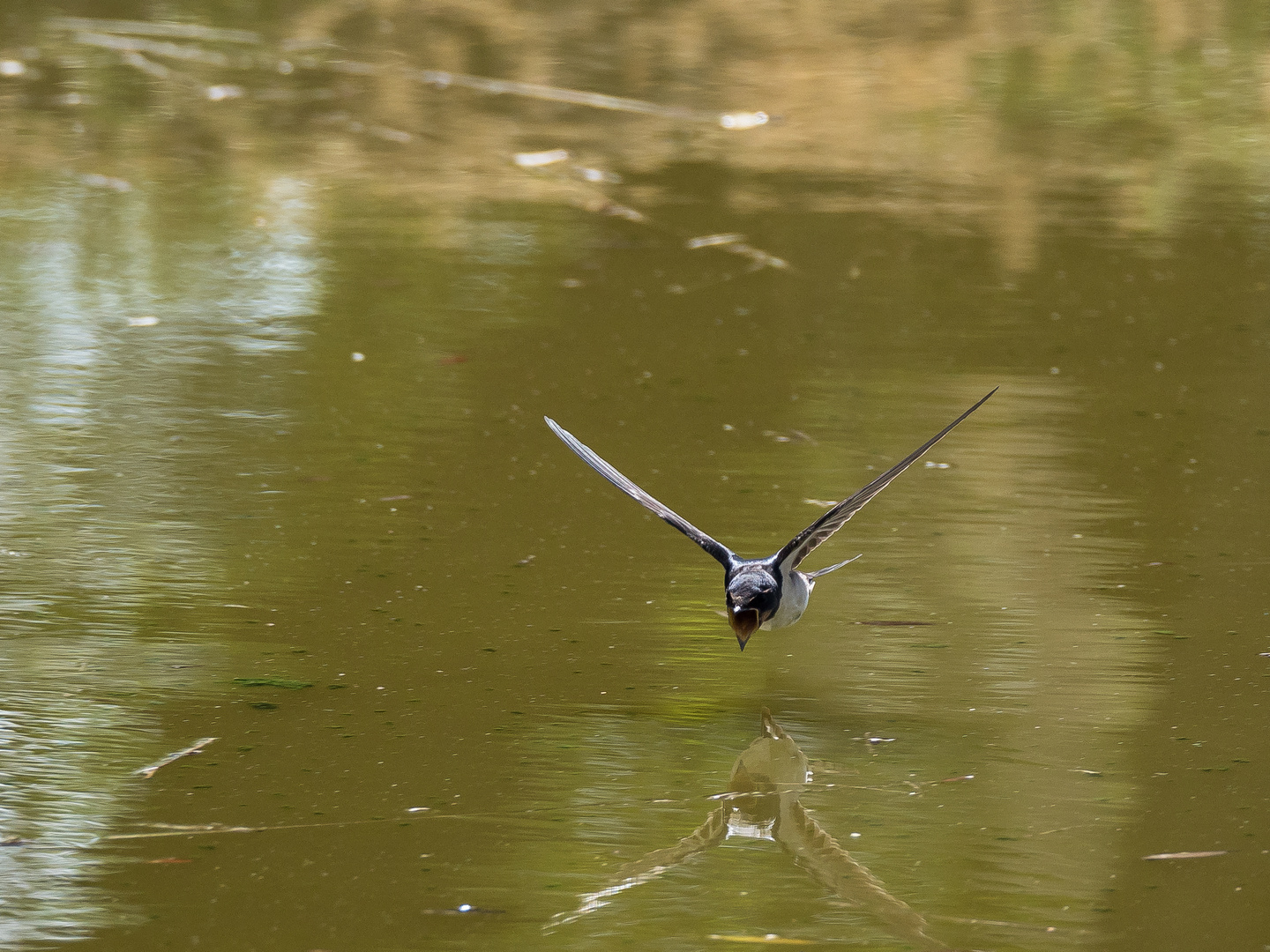 Schwalbe im Überflug