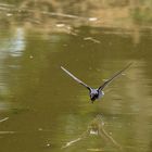 Schwalbe im Überflug