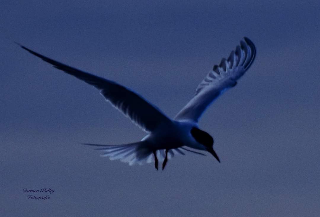 Schwalbe in der Abenddämmerung