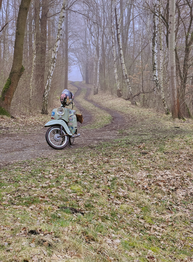 Schwalbe in natürlicher Umgebung