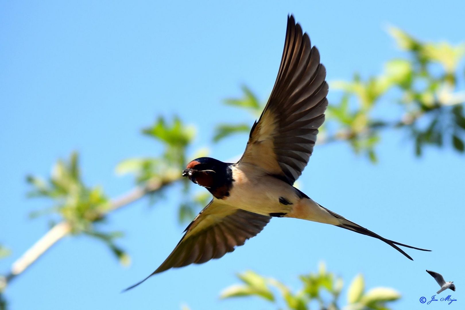 Schwalbe mit Futter im Flug