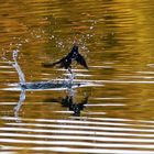 Schwalbe nach kurzer Wasserberührung