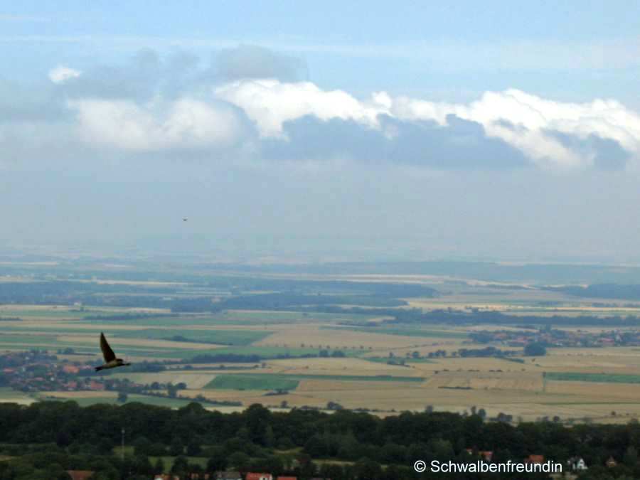 Schwalbe unter den Wolken über der Stadt