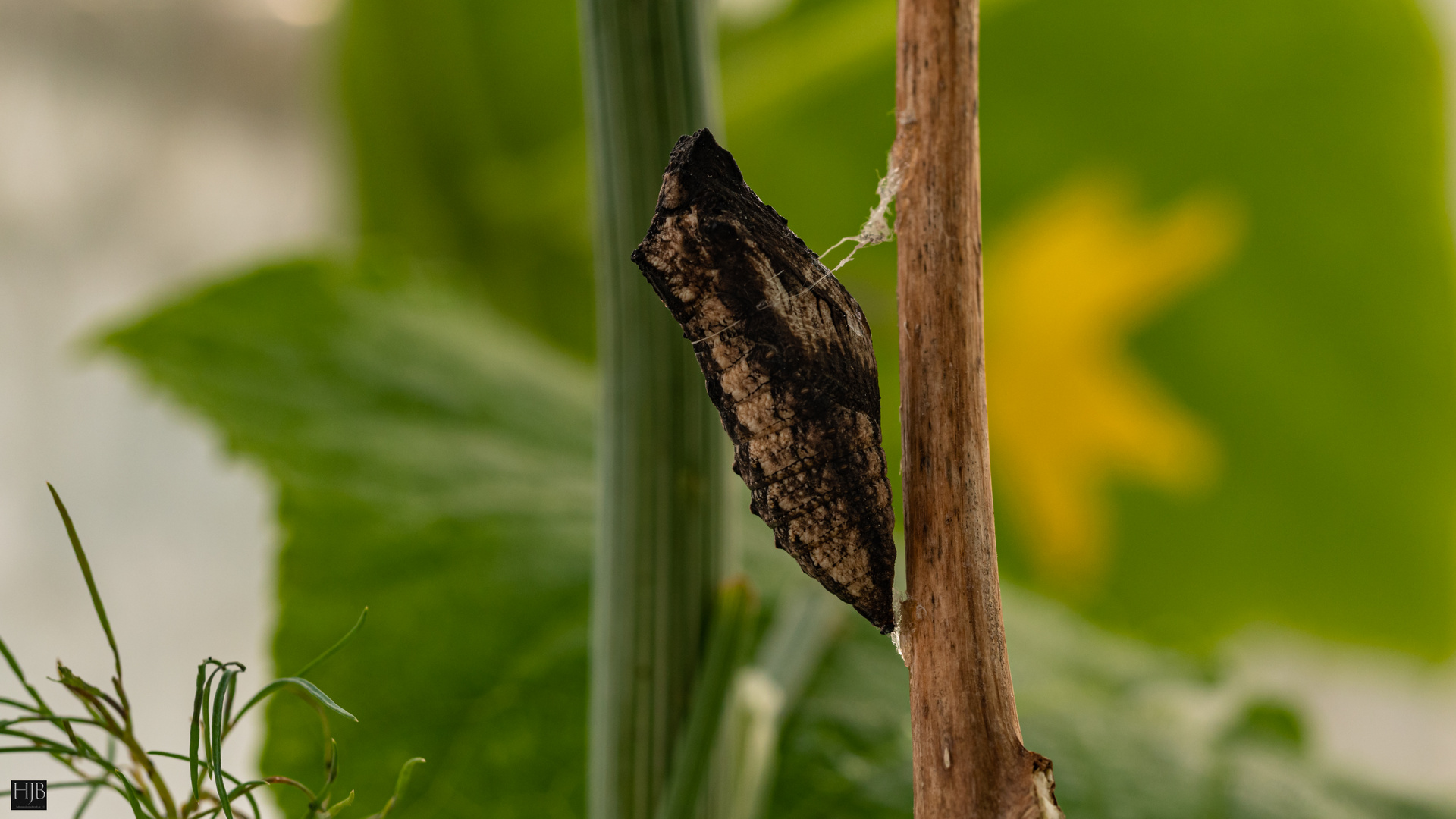 Schwalbelschwanz (Papilio machaon) Puppe 