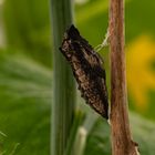 Schwalbelschwanz (Papilio machaon) Puppe 