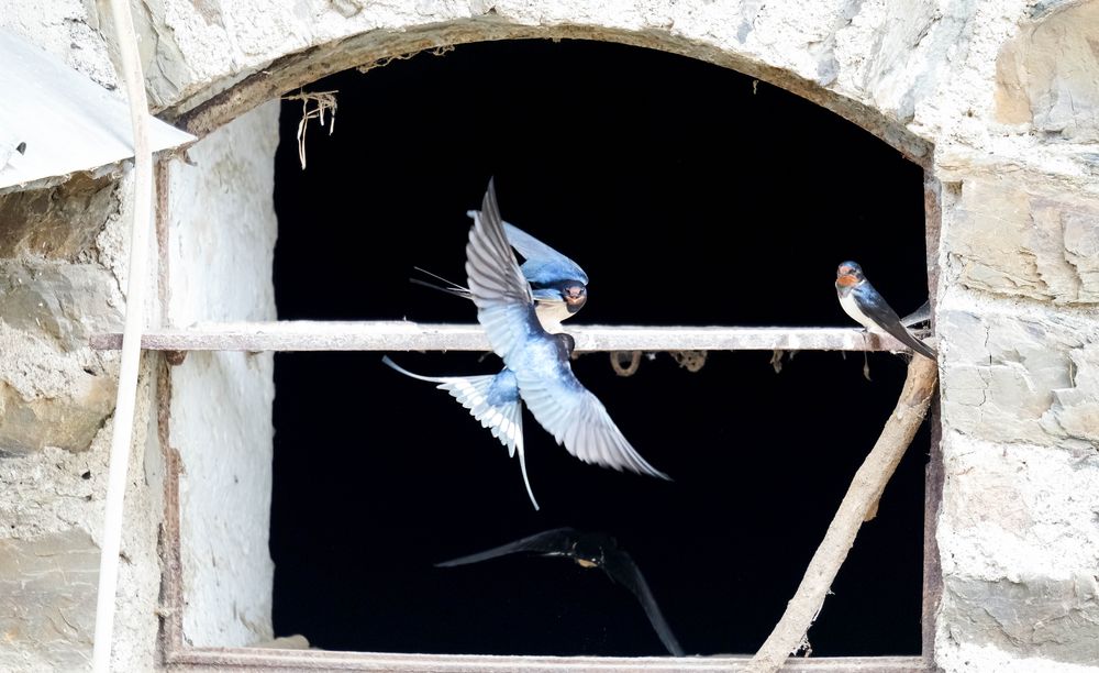 Schwalben Foto & Bild tiere, wildlife, wild lebende vögel Bilder auf