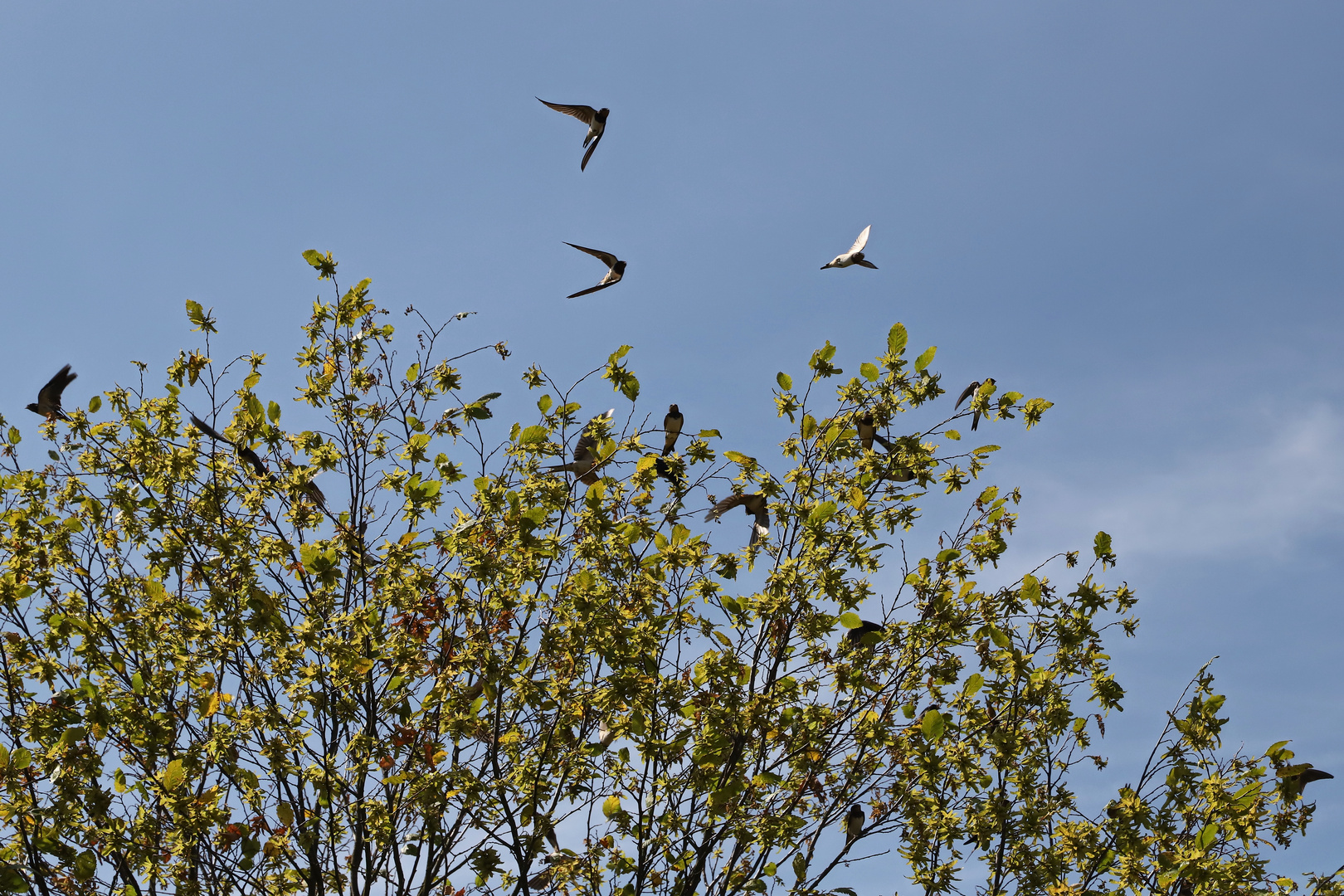 Schwalben (2019_08_04_EOS 6D Mark II_5270_ji)