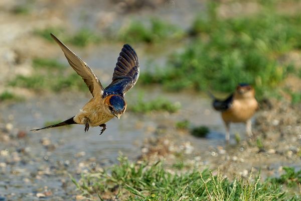 Schwalben am Wegesrand