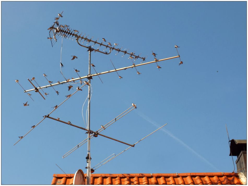 Schwalben-Antenne ...