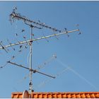 Schwalben-Antenne ...