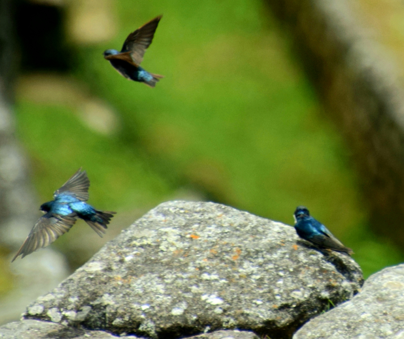 Schwalben auf dem Macchu Picchu 