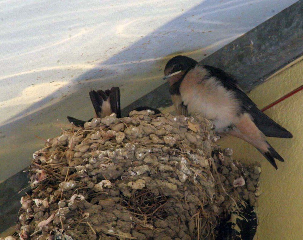 Schwalben beim Nestbau