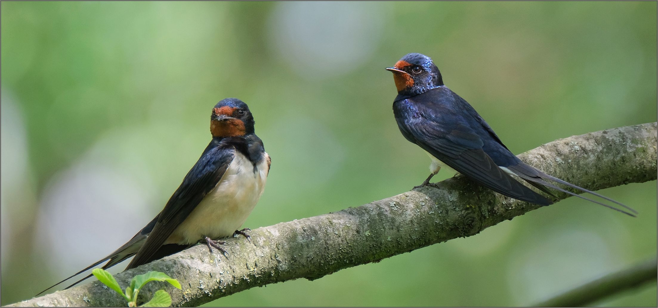 schwalben duo Foto & Bild tiere, wildlife, wild lebende vögel Bilder