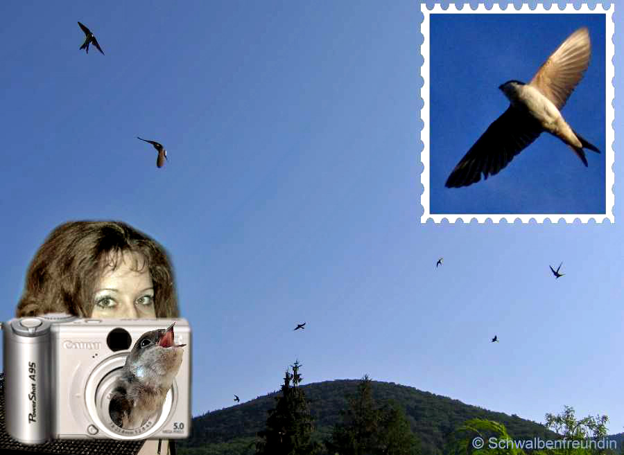 Schwalben fliegen der Sonne entgegegen!