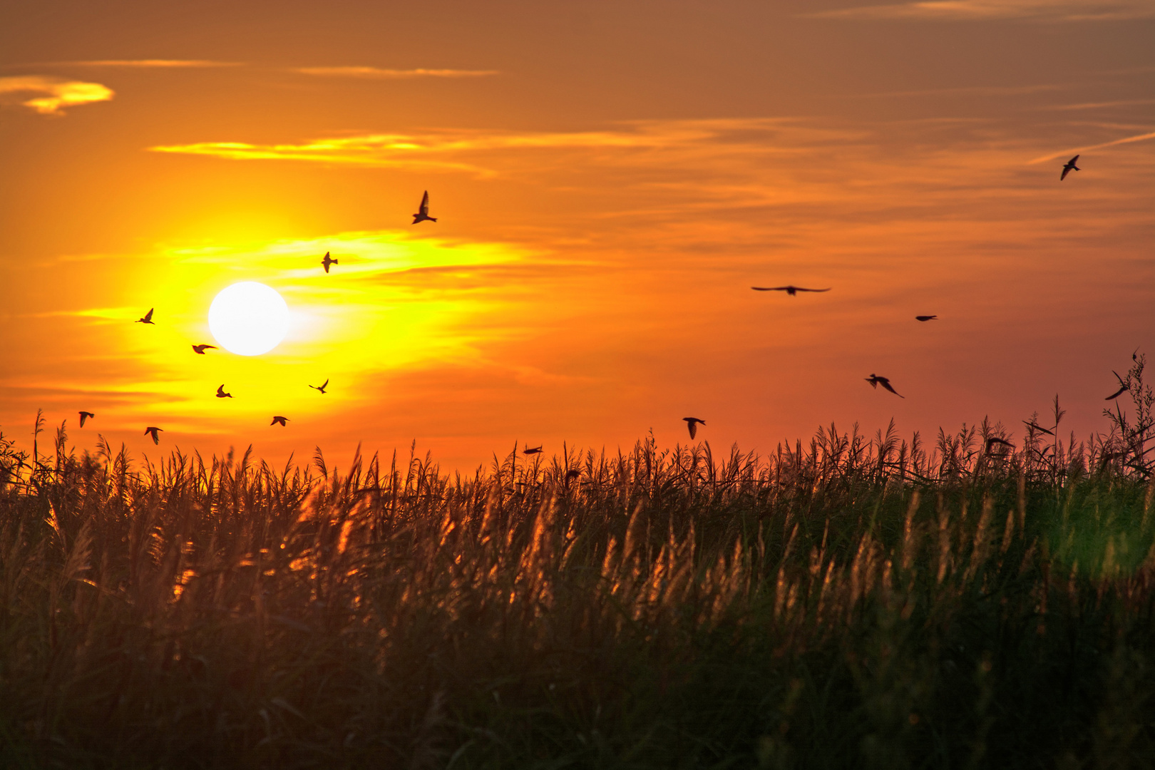 schwalben im Abendrot im Naturschutzgebiet Rheindelta