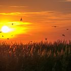 schwalben im Abendrot im Naturschutzgebiet Rheindelta