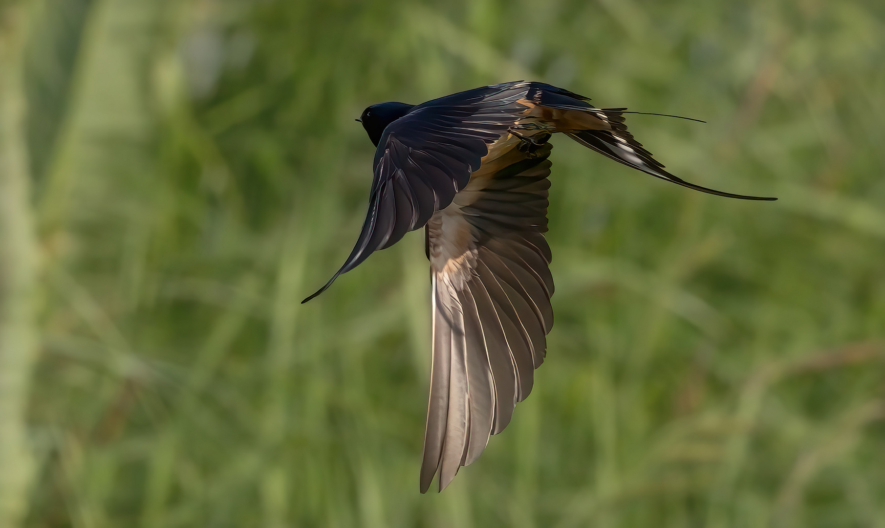 Schwalben im Flug...