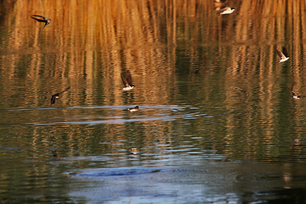 Schwalben im Flug