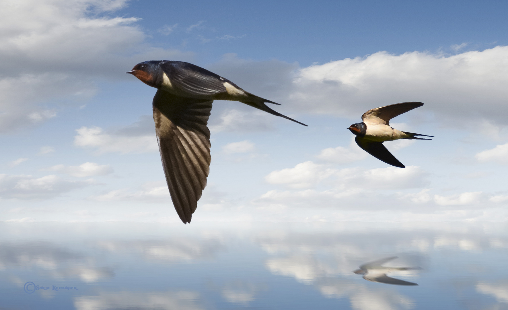 Schwalben im Flug