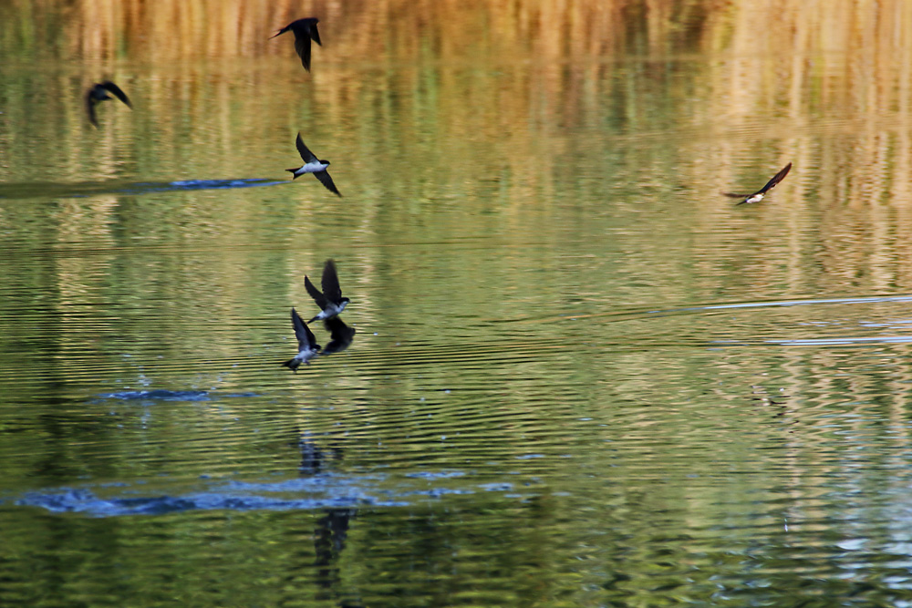 Schwalben im Flug über dem Wasser