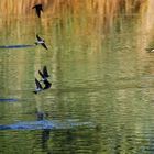 Schwalben im Flug über dem Wasser