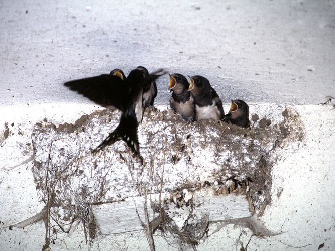 Schwalben im Nest