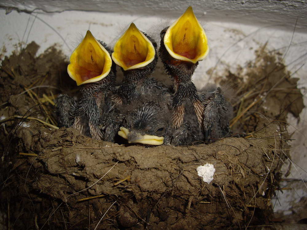 Schwalben im Nest