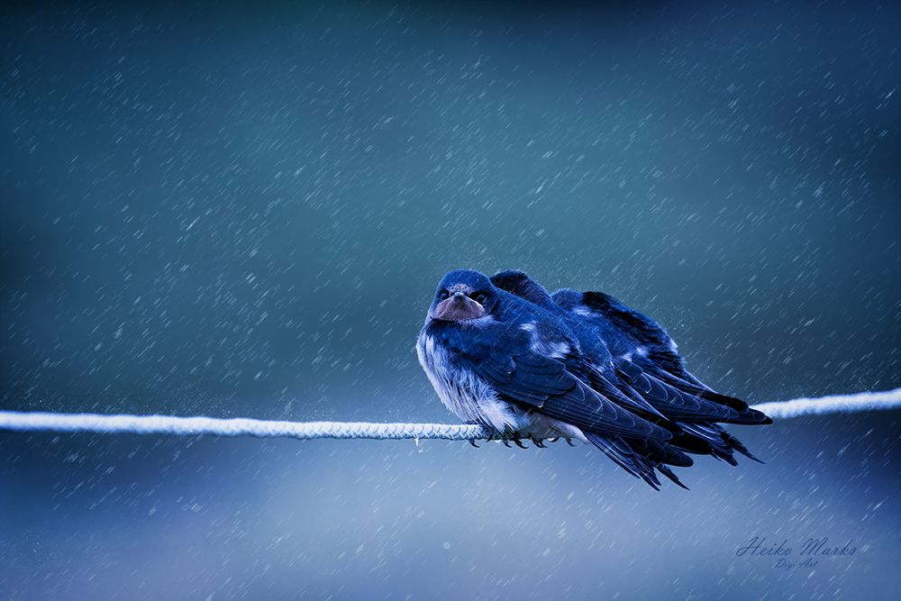 Schwalben im Regen