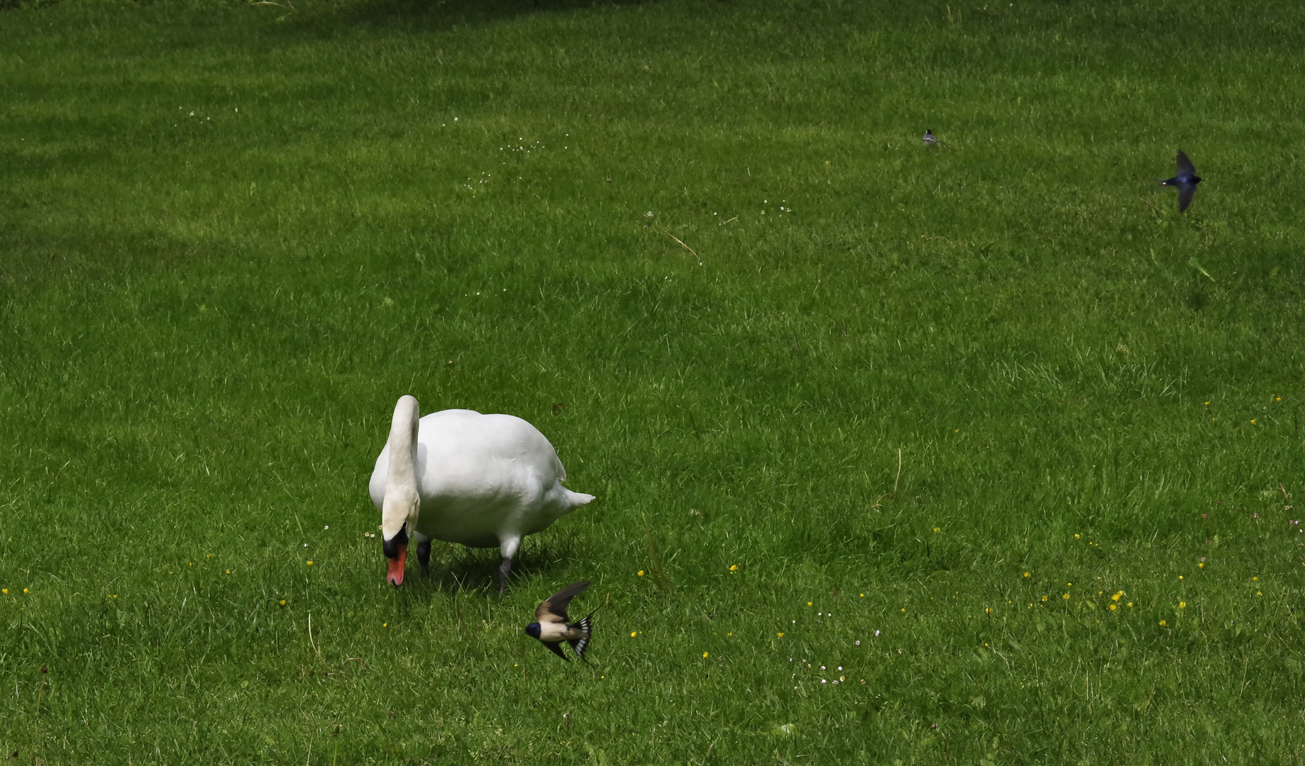 ..Schwalben im Tiefflug