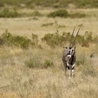 Schwalben mit Oryx