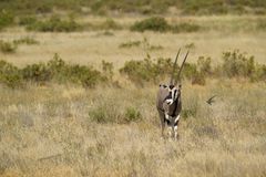 Schwalben mit Oryx