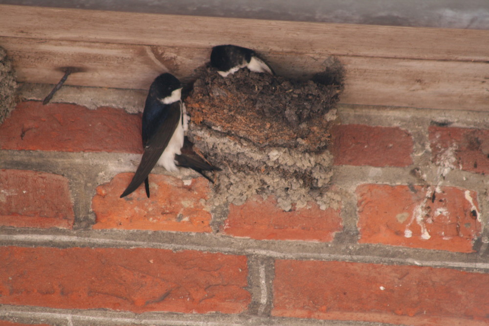 Schwalben-Nest