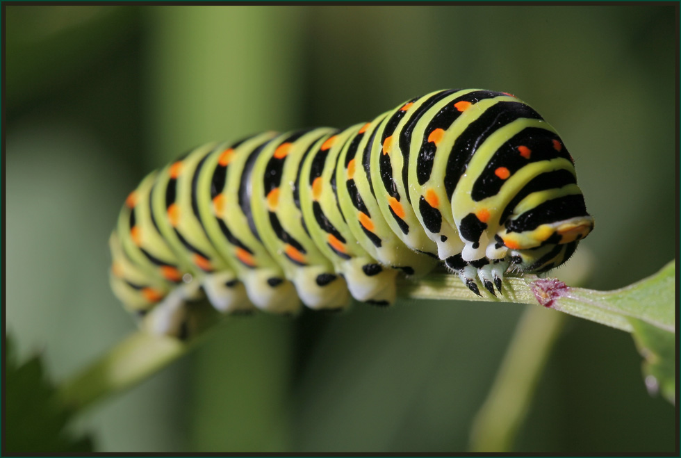 Schwalben Schwanz Raupe Foto Bild Tiere Wildlife Insekten Bilder Auf Fotocommunity