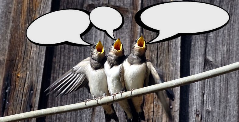 Schwalben Sprechblasen