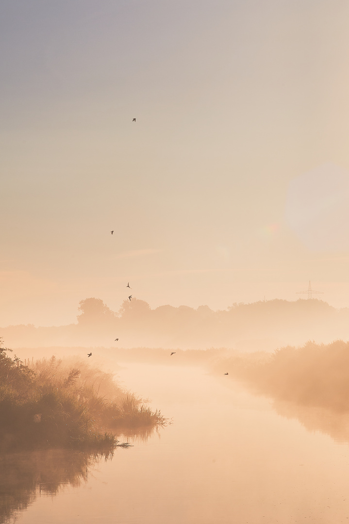 Schwalben tanzen im Nebel