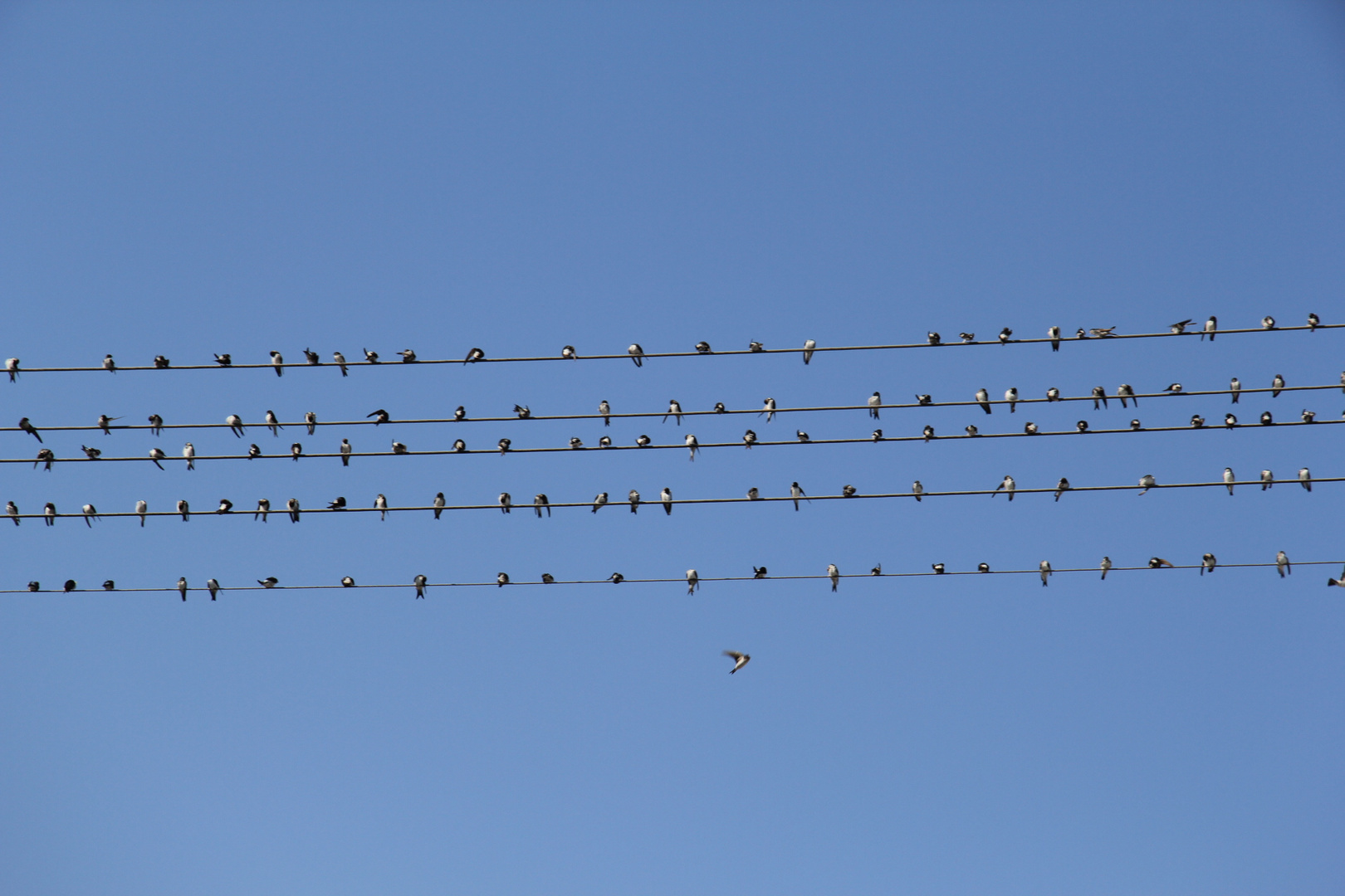 Schwalben vor dem Flug in den Süden