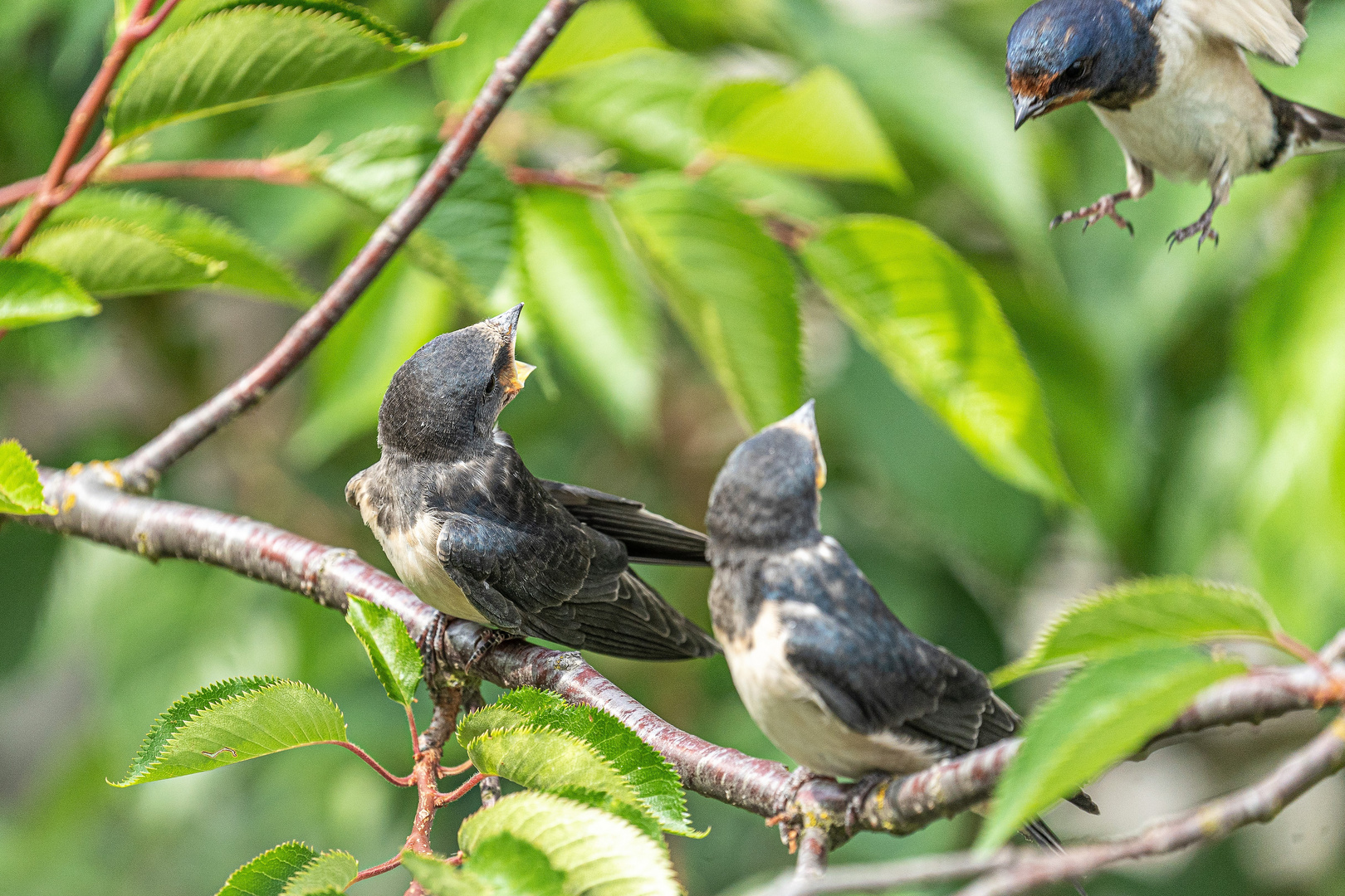 Schwalbenanflug bei der Jungtierfütterung