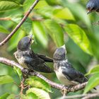 Schwalbenanflug bei der Jungtierfütterung