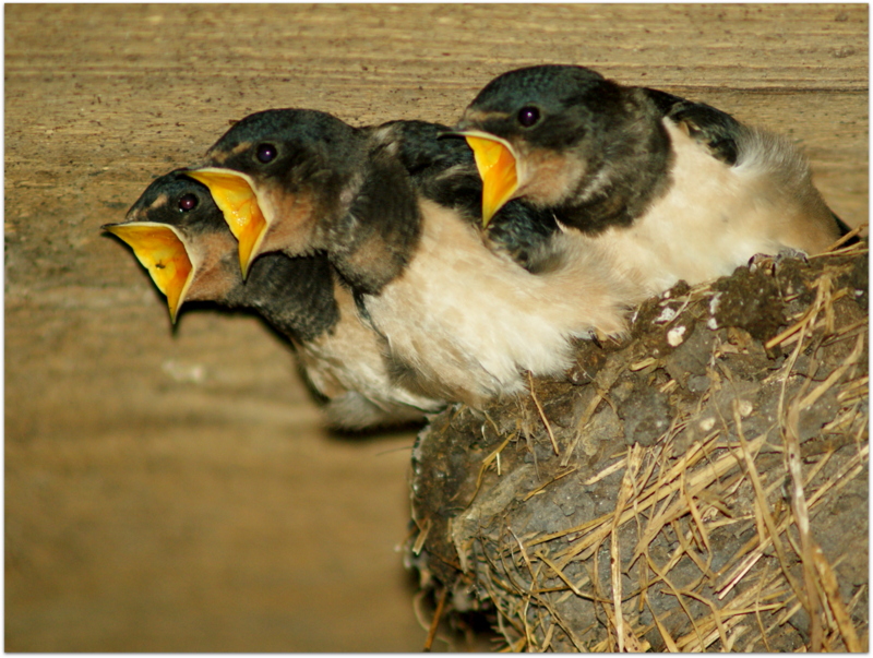 Schwalbenbabys mit HUNGER ;)