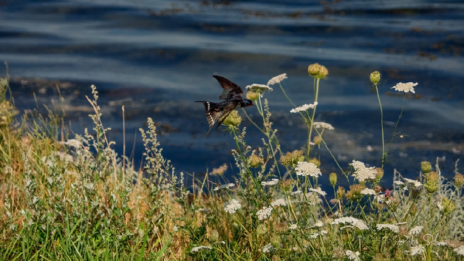 Schwalbenflug