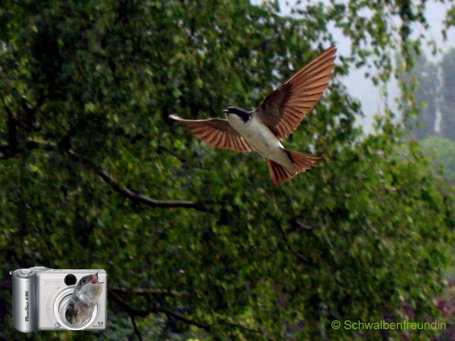 ~ Schwalbenflug am Abend ~