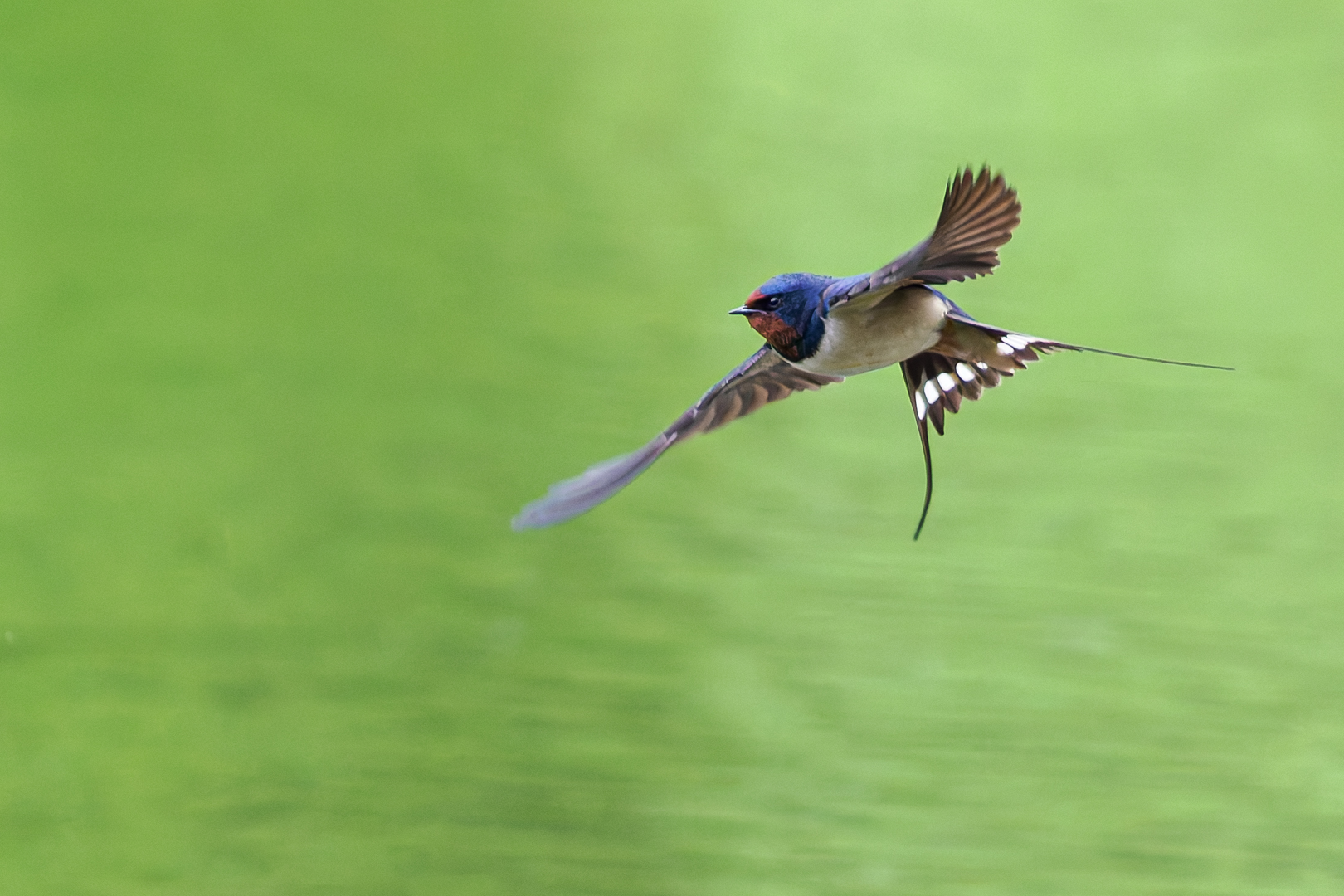 Schwalbenflug  ( Hirundo rustica )